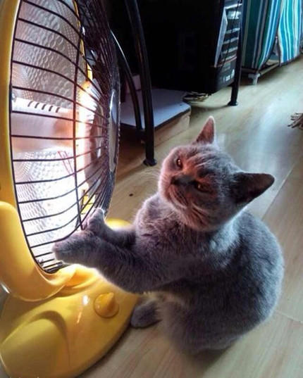 家里的猫猫怕冷自己拱手取暖、我的心快融化掉