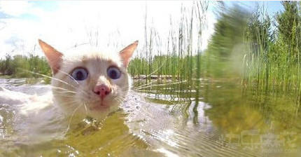谁说我们猫族不会游泳的